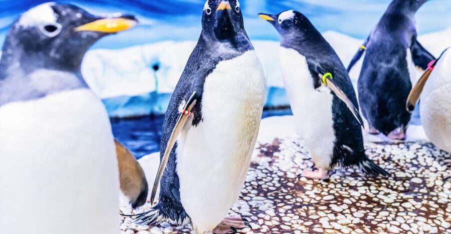 London: SEA LIFE Entry Ticket - Who will enjoy SEA LIFE London most?