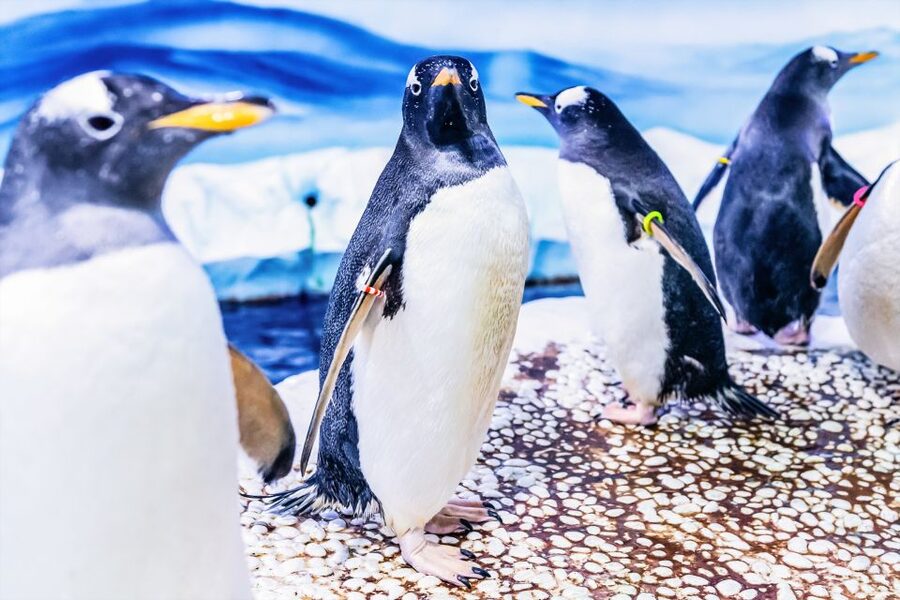 London: SEA LIFE Entry Ticket - Ranger Andy’s Amazon Rainforest Adventure