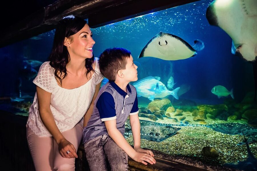 London: SEA LIFE Entry Ticket - Is $37 good value?