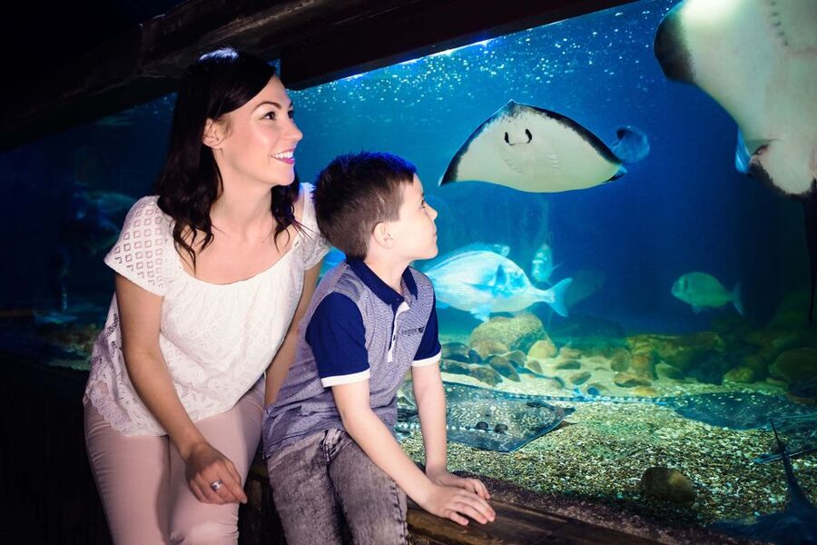 London: SEA LIFE & London Eye Combo Ticket - Conservation adds purpose to the displays