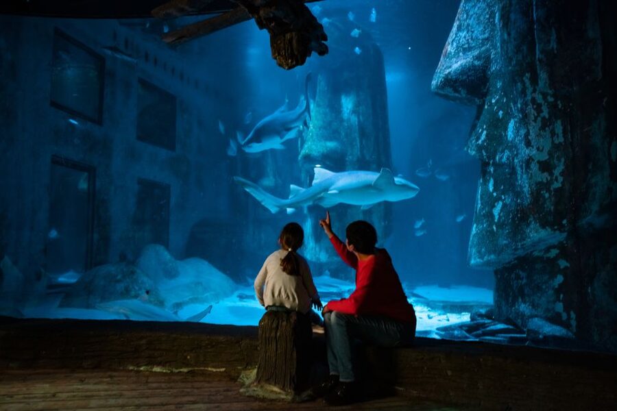London: SEA LIFE & London Eye Combo Ticket - The best time to ride