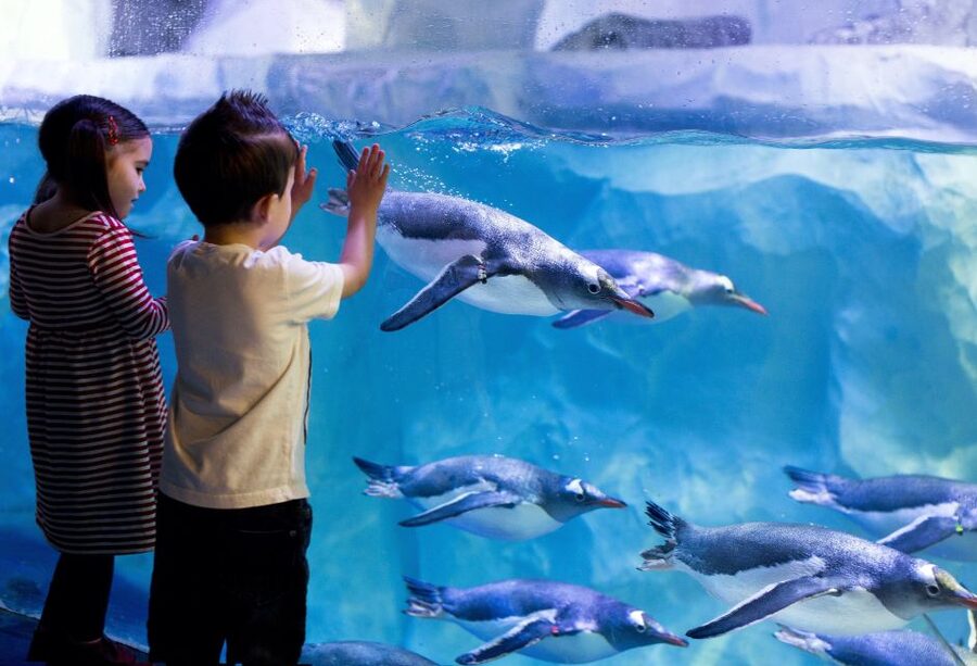 London: SEA LIFE & London Eye Combo Ticket - Booking the two time slots without confusion
