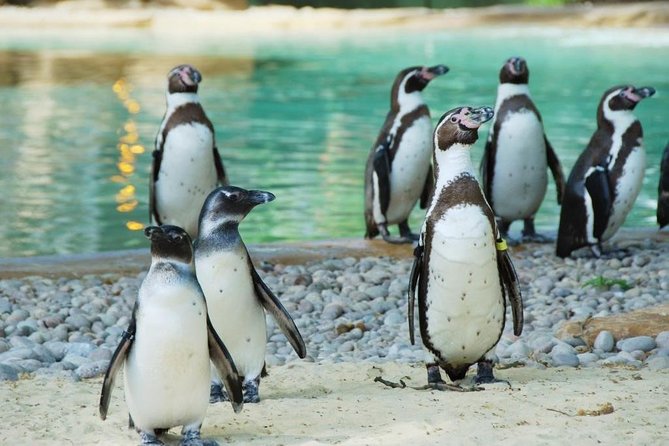 London Zoo Entry Ticket - Five things to know before you go