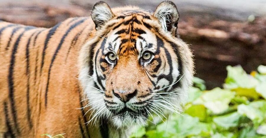 London Zoo: Entry Ticket - Ticket value at $41 per person