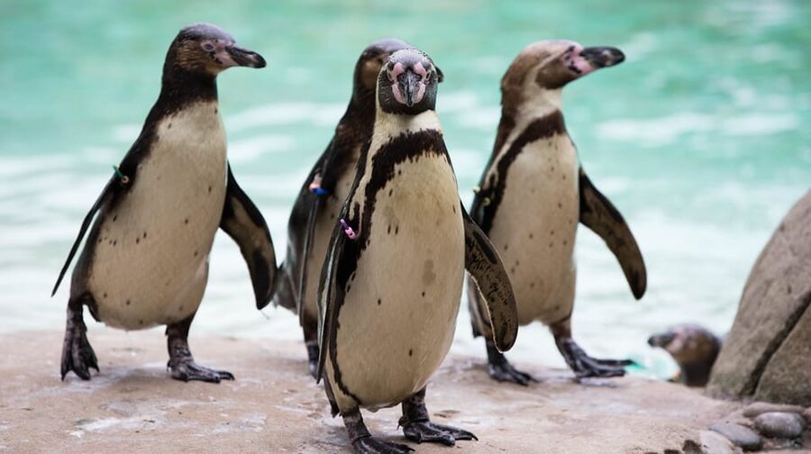 London Zoo: Entry Ticket - How long you should allow