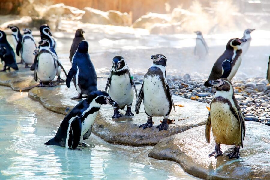 London Zoo: Entry Ticket - Food, seating, and weather practicalities