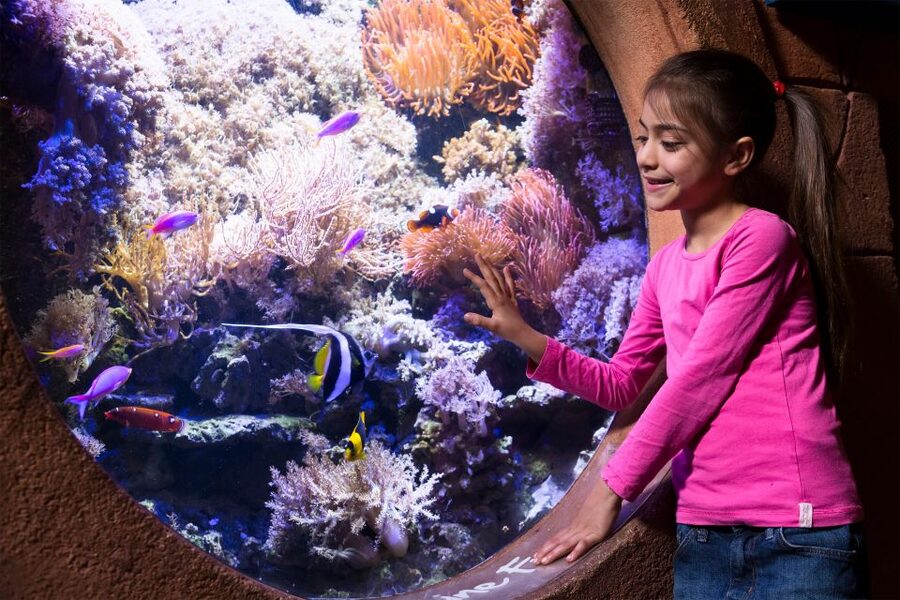 Manchester: SEA LIFE Entrance Ticket - Key points at a glance