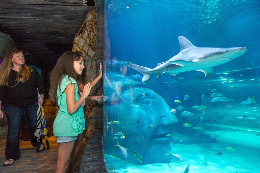 Manchester: SEA LIFE Entrance Ticket - What the SEA LIFE Manchester visit is really like