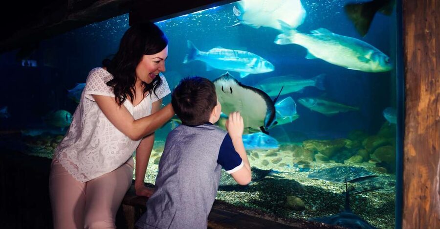 Manchester: SEA LIFE Entrance Ticket - Turtle Beach gives children a story to follow