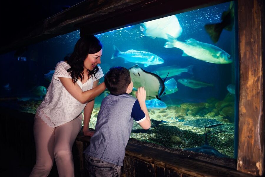 Manchester: SEA LIFE Entrance Ticket - The touch pool is the best hands-on stop