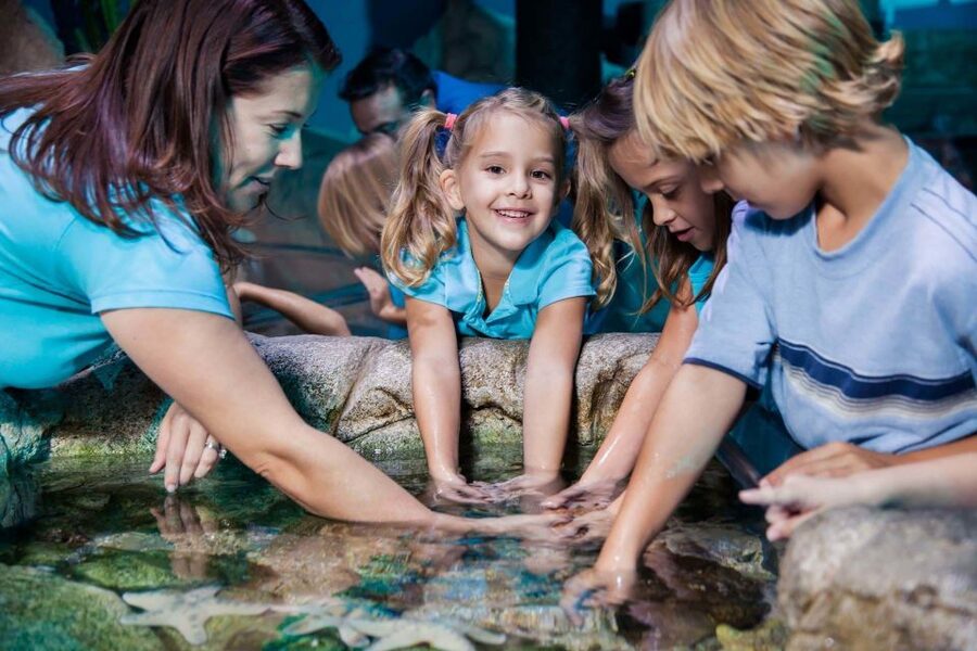 Manchester: SEA LIFE Entrance Ticket - Rocky Hideout makes small creatures easier to notice