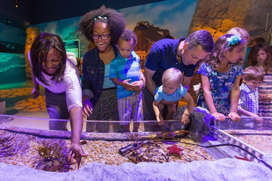 Manchester: SEA LIFE Entrance Ticket - Japanese spider crabs offer the oddest sight