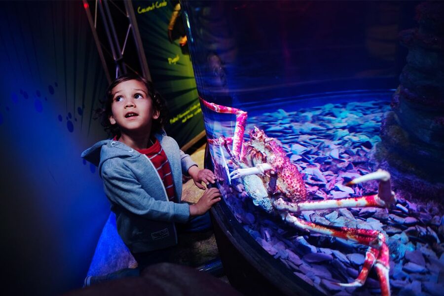 Manchester: SEA LIFE Entrance Ticket - The Ocean Tunnel puts you below the action