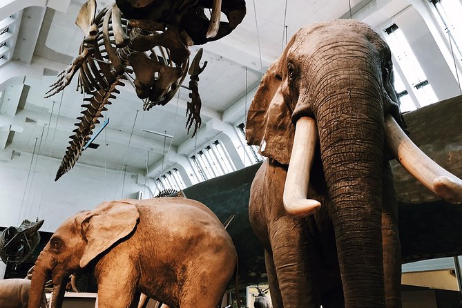 Natural History Museum London - Exclusive Guided Museum Tour - What makes the guides worth paying for