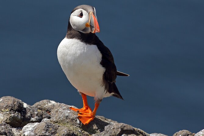 North East Coastal Trail Small Group Day Tour from Aberdeen - Spey Bay: dolphins, saltmarsh, and the sound of the sea