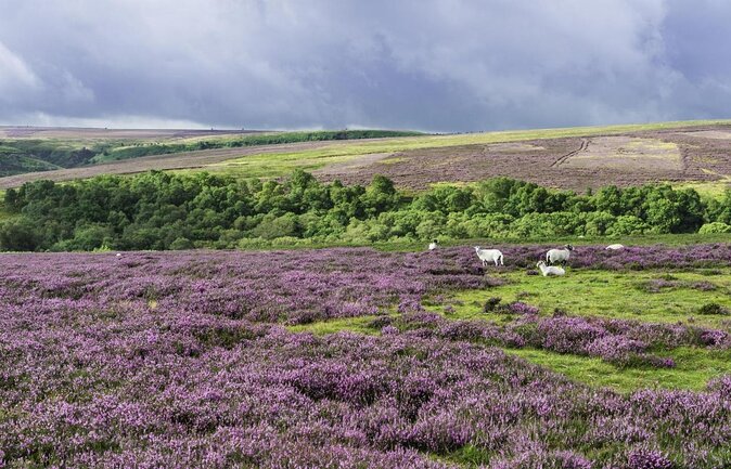 North York Moors and Whitby Day Tour from York - Helmsley: coffee, castle ruins, and village time