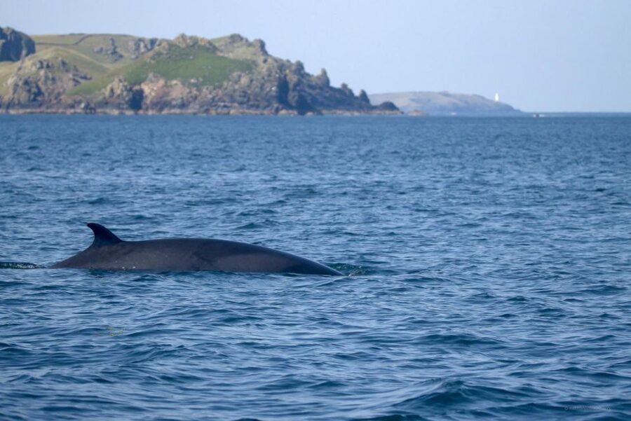 Padstow: Guided RIB Sealife Safari - Searching for dolphins, seals, porpoises, and whales