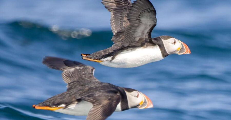 Padstow: Guided RIB Sealife Safari - How to dress for two hours on the Atlantic