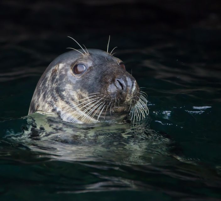 Padstow: Guided RIB Sealife Safari - Price, timing, and who gets good value