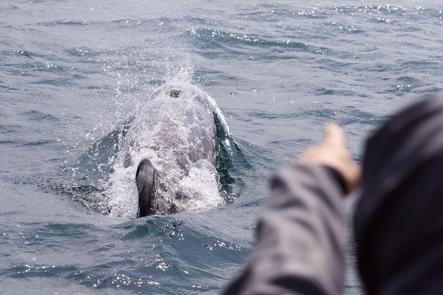 Penzance: Land's End Boat Tour with Wildlife Guides - Who Will Enjoy This Penzance Boat Trip Most?