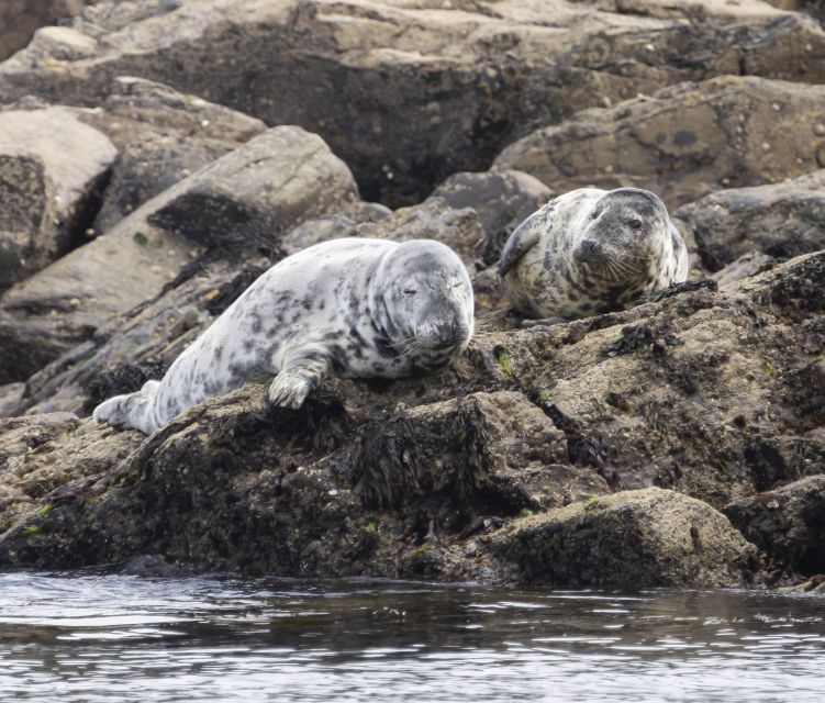 Penzance: Land's End Boat Tour with Wildlife Guides - Porthcurno and the Minack Theatre from the Sea