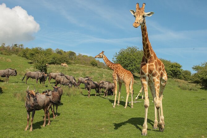 Port Lympne Day Ticket - Arriving at a 600-acre wildlife reserve