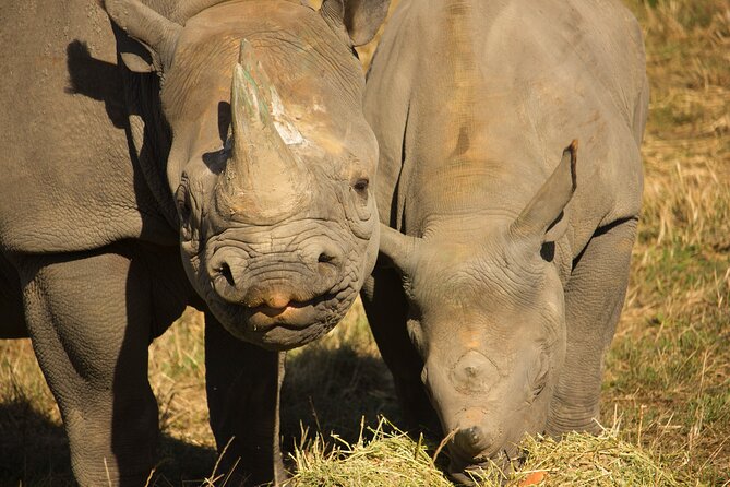 Port Lympne Day Ticket - How long should you plan to stay?
