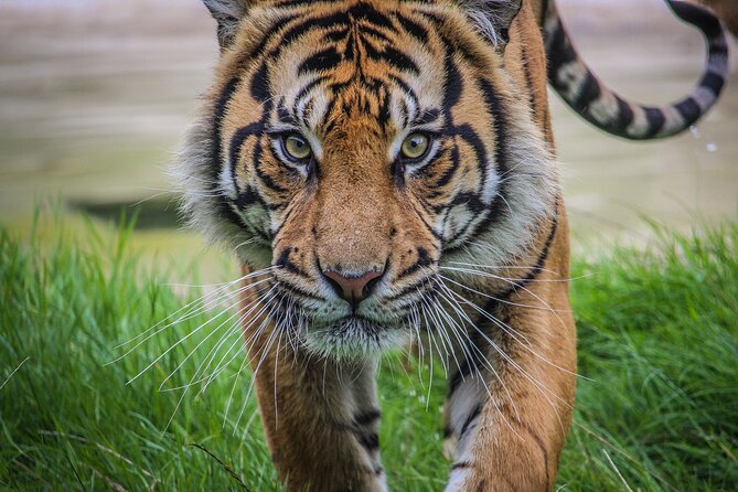Port Lympne Day Ticket - Price, parking, and booking cautions