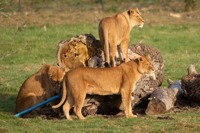 Port Lympne Day Ticket - Rhinos, giraffes, tigers, and rare species