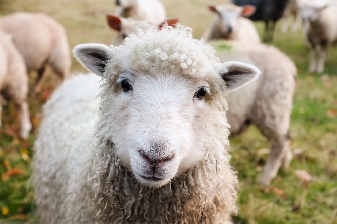 Private Day Tour to Oxford and The Cotswolds - Stow-on-the-Wold for lunch and browsing