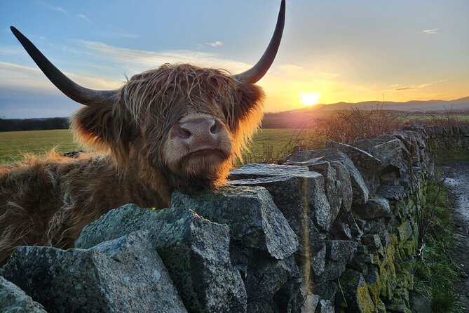 Private Tour of the Scottish Highlands from Edinburgh - Meeting the Highland cows at Swanston Farm