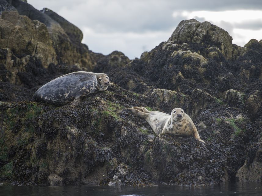Queensferry: Sightseeing Cruise to Inchcolm Island - Booking flexibility and important limitations