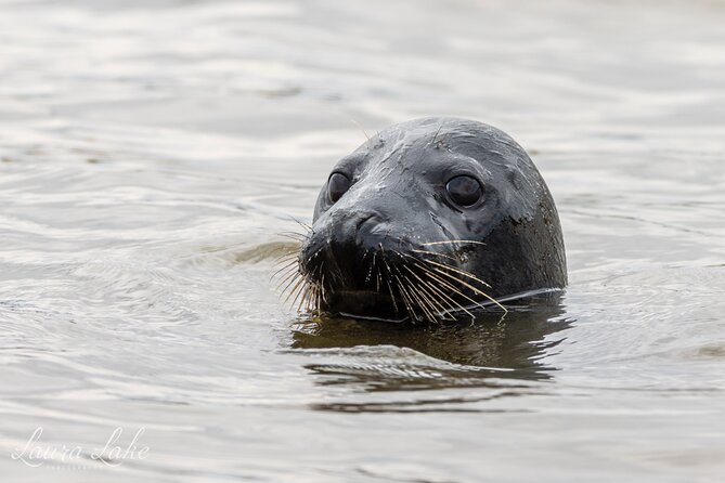 Scroby Sands Seal Watching - Getting close to the seals at Scroby Sands