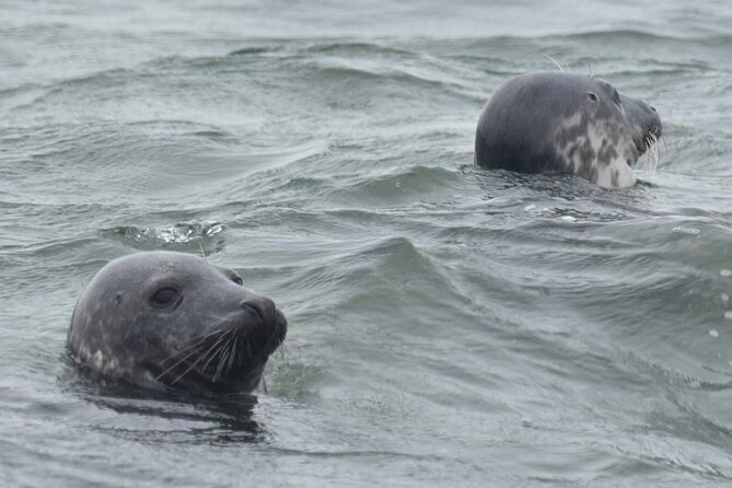 Scroby Sands Seal Watching - Practical planning for the day