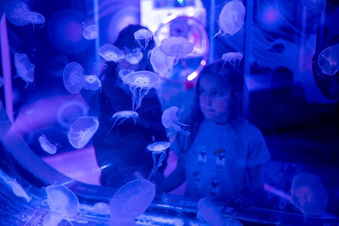 SEA LIFE Birmingham Admission Ticket - Gentoo penguins bring the noise and movement