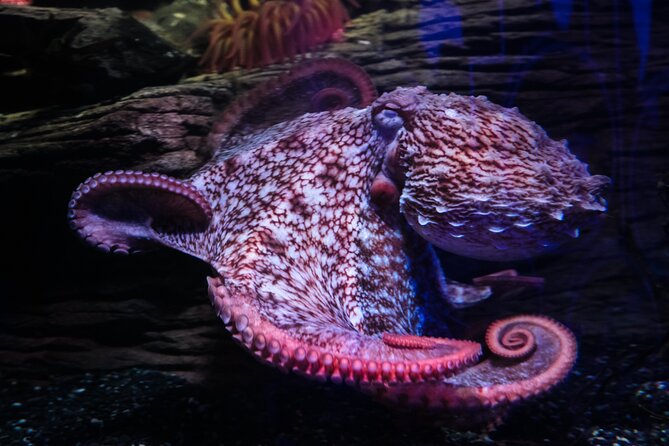 SEA LIFE Birmingham Admission Ticket - The 360° Ocean Tunnel is the visual centerpiece