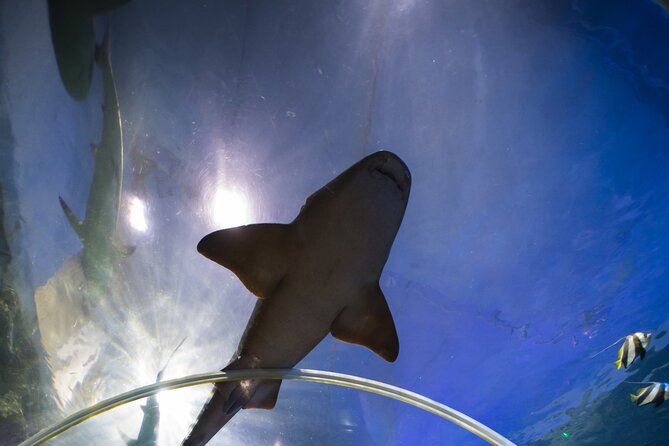 SEA LIFE Birmingham Admission Ticket - The ageing decor and the missing cafe question