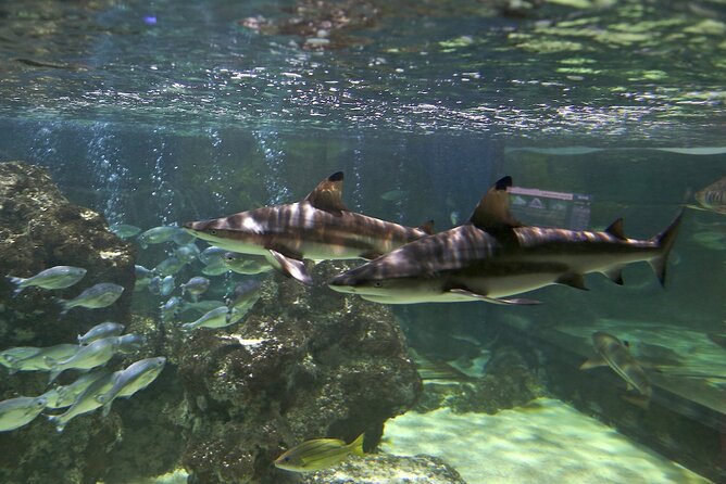 SEA LIFE Blackpool Admission Ticket - Seahorse Kingdom and the value of conservation