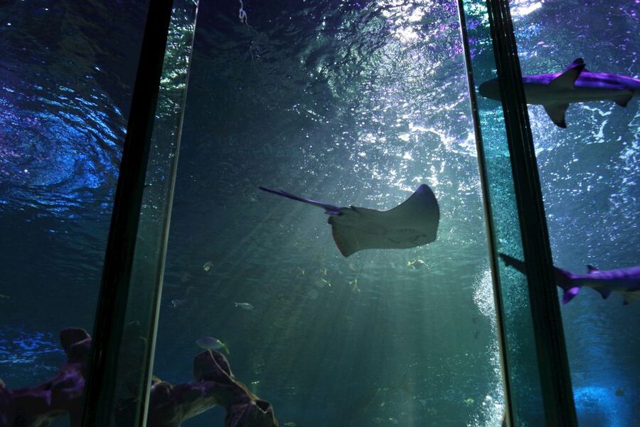 SEA LIFE Blackpool Entrance Ticket - What your SEA LIFE Blackpool visit feels like