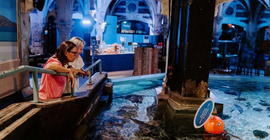 Sea Life Brighton Admission Ticket - Is $21 good value?