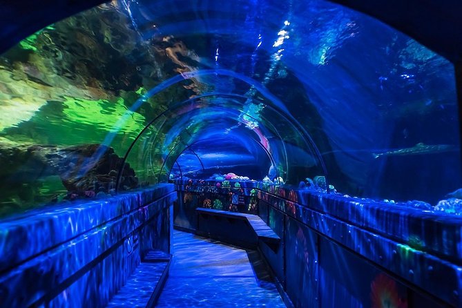 SEA LIFE Brighton Admission Ticket - Seahorses, feeding, and careful observation