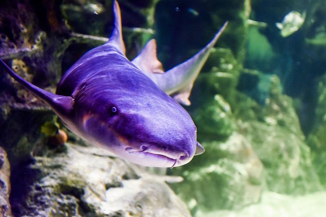SEA LIFE Brighton Admission Ticket - How much value do you get for $21.94?