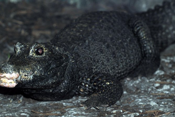 SEA LIFE Great Yarmouth General Admission - Crocodiles add an unexpected change of pace