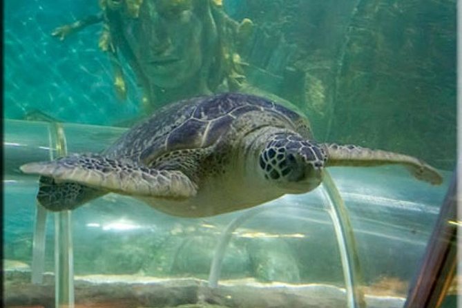 SEA LIFE Great Yarmouth General Admission - Talks, feeds, and the Adventure Quiz Trail