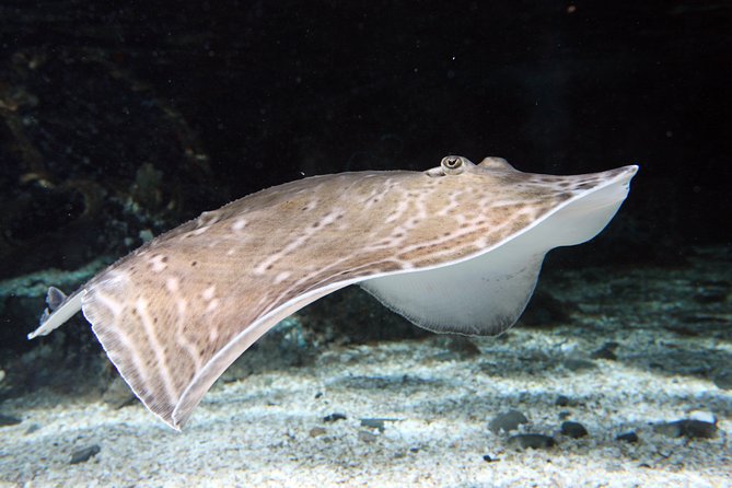 SEA LIFE Great Yarmouth General Admission - How long the visit really takes