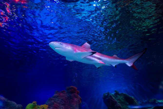 SEA LIFE Loch Lomond General Admission Ticket - A short aquarium visit with a clear purpose