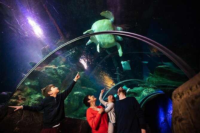 SEA LIFE London Aquarium Admission Ticket - Penguins and smaller animals reward a slower pace