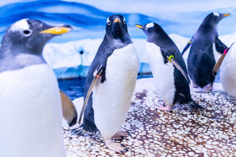 SEA LIFE London & DreamWorks Shrek's Adventure: Combo Ticket - What you are buying for $66