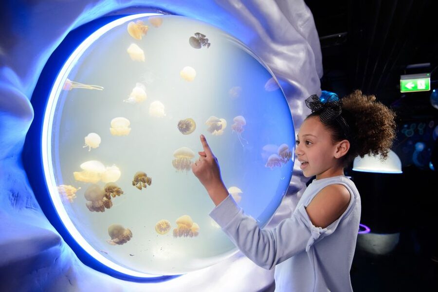 SEA LIFE London & DreamWorks Shrek's Adventure: Combo Ticket - Sharks, turtles, and the larger displays