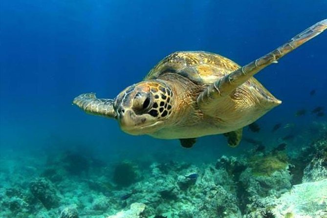 SEA LIFE Manchester Admission Ticket - What the $22.03 SEA LIFE Manchester ticket gets you